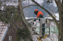 emergency tree services dalton ga